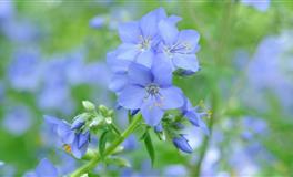 摩羯座的人气指数