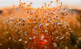 杨清华生肖蛇一周运势11.1-11.7