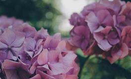 善于观察看破不说破，聪明与才华集于一身，最让人不容忽视的星座