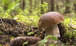 杨清华12生肖一周运势（11.29-12.5）