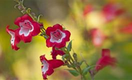 苏珊米勒每日运势2021年12月11-12日