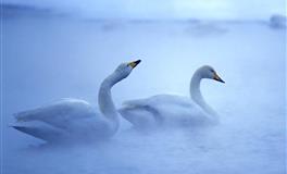 伊娃水瓶座2022年爱情运程