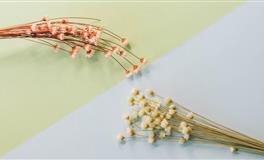 董易林生肖蛇2022年1月运势