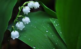 苏珊米勒每日运势2022年2月3日