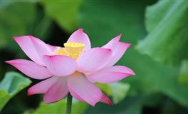 无论几次，只要女友流泪就会妥协的四大星座