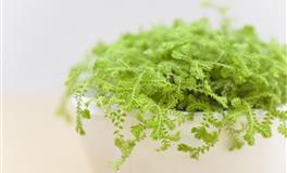 生活中，善于精打细算的4个星座女，并不小气