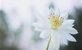 冰雪聪明，心细如发，漂亮，又善解人意，男人最想娶的三大星座