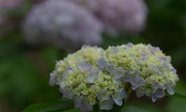 命里藏大富的生肖女生 一辈子都不愁钱