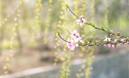 最塔罗射手座一周运势(3.21-3.27)