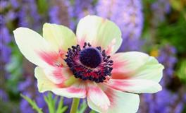 行为举止大方，笑容可掬，女人味十足的3个星座女