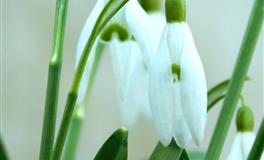 展钰凝双子座一周运势（3.28-4.3)