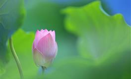 竹猫星球一周星座塔罗运势（3.21-3.27）