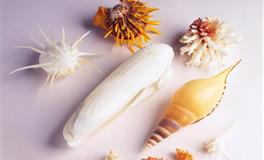 苏珊米勒每日运势2022年4月9-10日