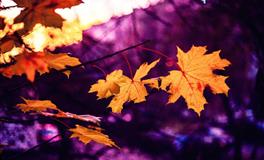 Kiddo双子座一周运势（4.25-5.1）