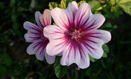 12星座会怎样跟你说出心事？