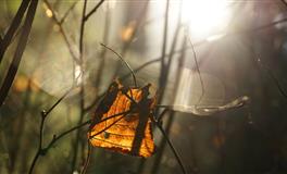 静电鱼魔羯座一周运势(4.25-5.1)