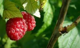 易鑫壬寅年生肖猴三月运势(2022.4.5-2022.5.4)