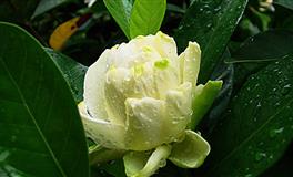 你的未来正缘想要对你说的话