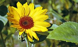 闹闹女巫店天秤座一周运势(4.25-5.1)