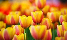 容易单身的3个星座、人缘不错、但因为自己独特的性格造成单身