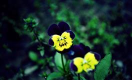 面对压力的挑战之下，容易逃避责任的三个星座