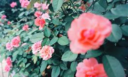 爱得很彻底，分开了也会留在原地，痴心等你归来的生肖女