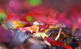 最值得嫁的星座，不花心，不滥情，爱你疼你珍惜你，一辈子守护你