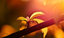 天蝎座：曾经百毒不侵，爱情却成了致命的软肋