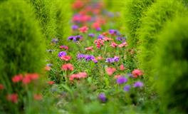 失恋后，很难忘记前任的三大星座