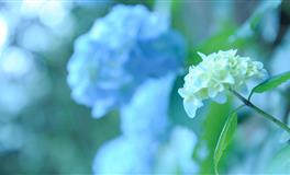 这四大星座真实的模样，是外冷内热，还是乖巧懂事？