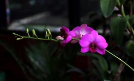 羲邑师姐生肖蛇一周运势(5.2-5.8)