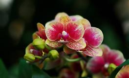 再苦再难这些星座的人总是斗志昂扬，他们是生活的圣斗士