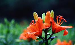 有美术天分的三个星座，天赋异禀上手极快