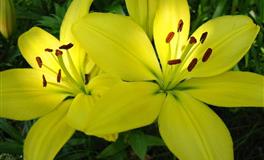 哪些星座男什么事都要听妈妈的