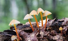 杨清华12生肖一周运势（5.23-5.29）