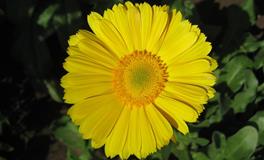 Kiddo天蝎座一周星座运势（5.9-5.15）