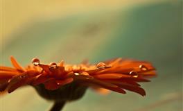 杨清华12生肖一周运势（5.9-5.15）