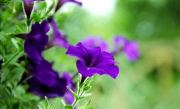 苏珊米勒每日运势2022年5月21-22日