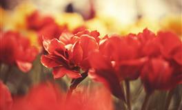 闹闹女巫店天秤座一周运势(5.16-5.22)