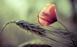 苏珊米勒2022年5月巨蟹座运势完整版