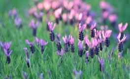 神叨酱2022年6月星座塔罗运势