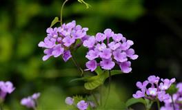 苏珊米勒每日运势2022年5月27日