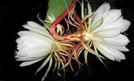 Alex魔羯座一周运势（5.16-5.22）