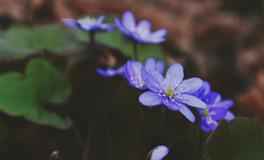 花甜巨蟹座2022年6月运势