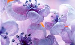 十二星座中，事业有成能力出众的星座女