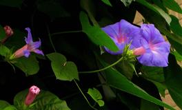 凯利.福克斯2022年5月星座运势