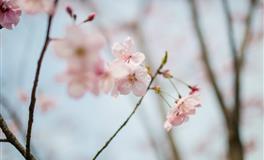 脾气比驴还犟的三个生肖女，丈夫只能宠着她们，不能打也不能骂