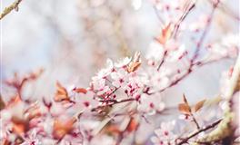 柒爸双子座一周运势 （6.13-6.19）