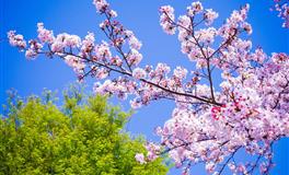 “口是心非”的三生肖男，嘴上嫌弃，内心却能宠上天