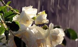 职场中最受异性欢迎的星座男